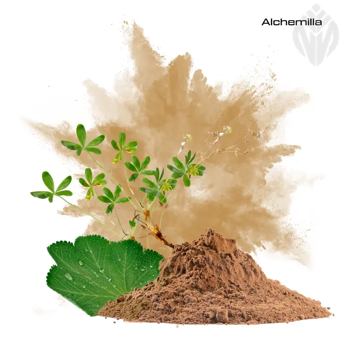 Alchemilla vulgaris Extract 5:1