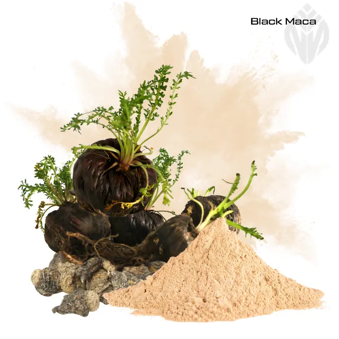 Black Maca Extract 20:1 