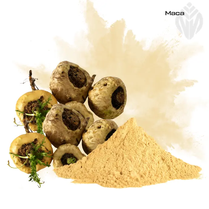 Maca Extract 4:1