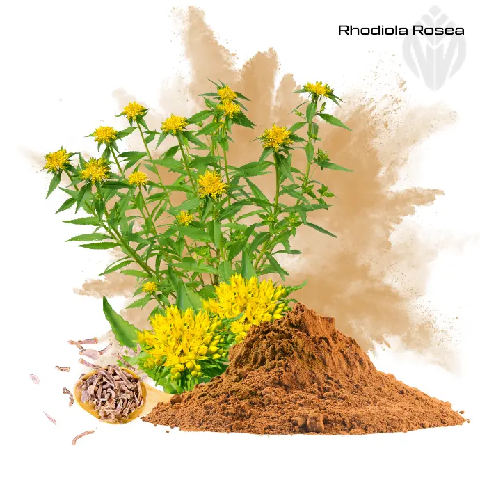 Rhodiola Rosea Extract 3/1