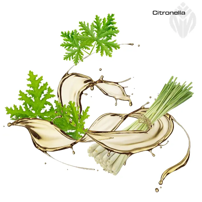 Citronella Oil