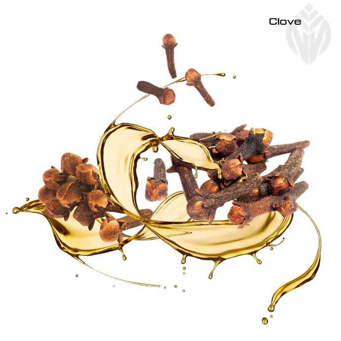 Clove Bud Oil