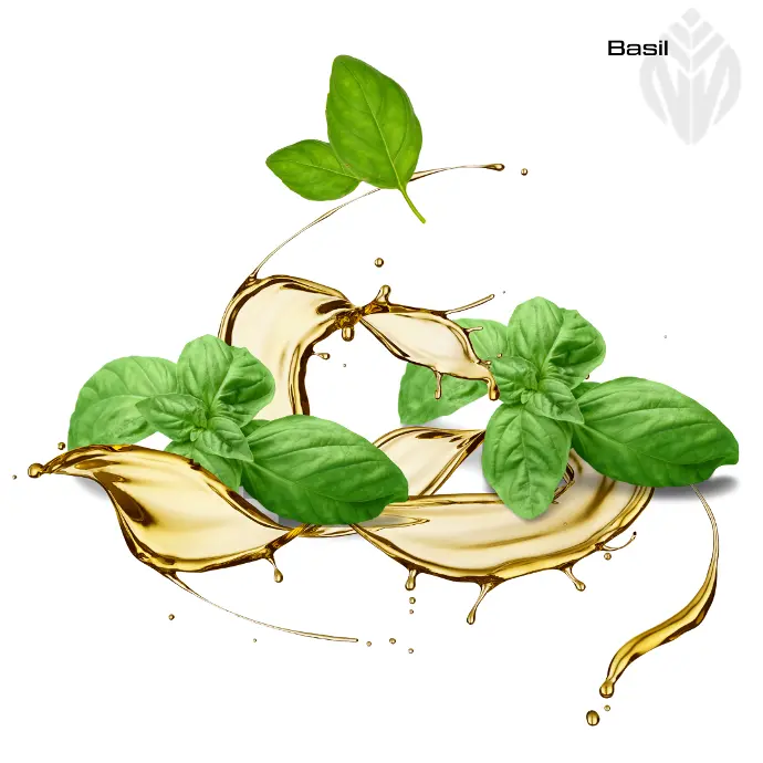 Basil Oil