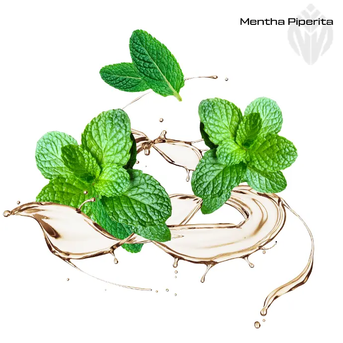 Mentha Piperita Oil