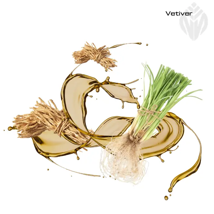 Vetiver Oil