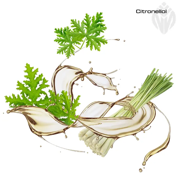 Citronellol Ex  Citriodora oil