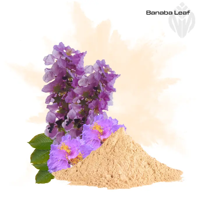 Banaba Leaf Extract 