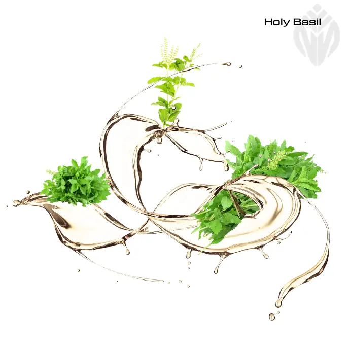 Holy Basil Oil