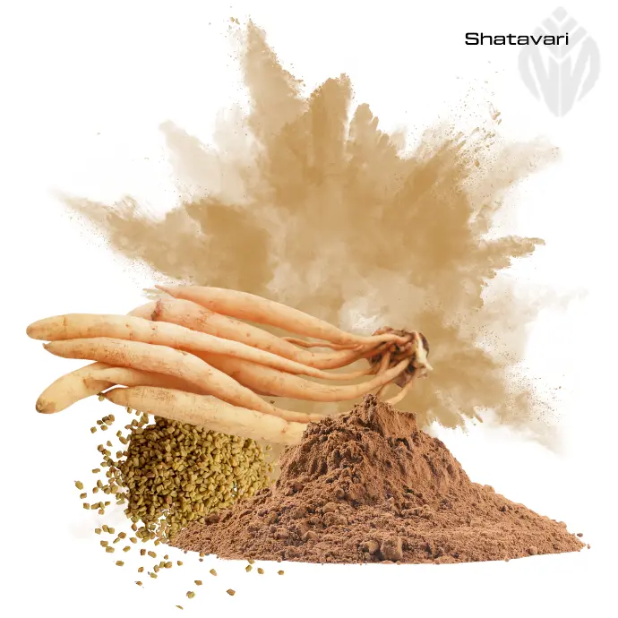 Shatavari Extract