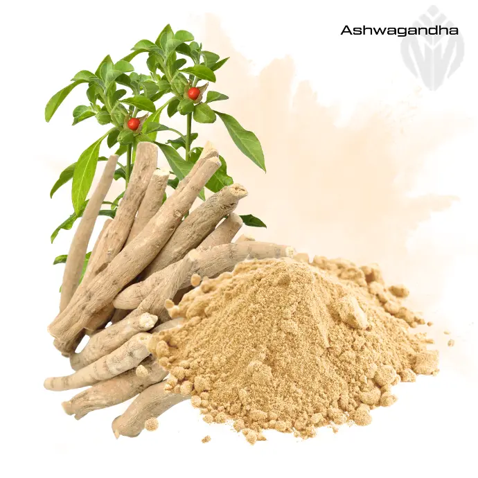 Ashwagandha Extract